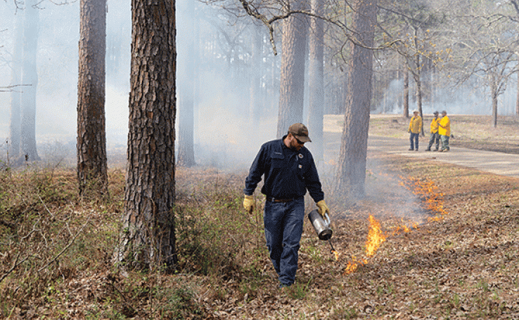 Adam Gordon, of Oakdale, uses a drip torch during a prescribed burn training at the Louisiana Ecological Forestry Center near Florien on March 12. (Photo by Olivia McClure/LSU AgCenter)