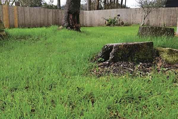 Turfgrass specialist offers advice to repair storm damaged lawns