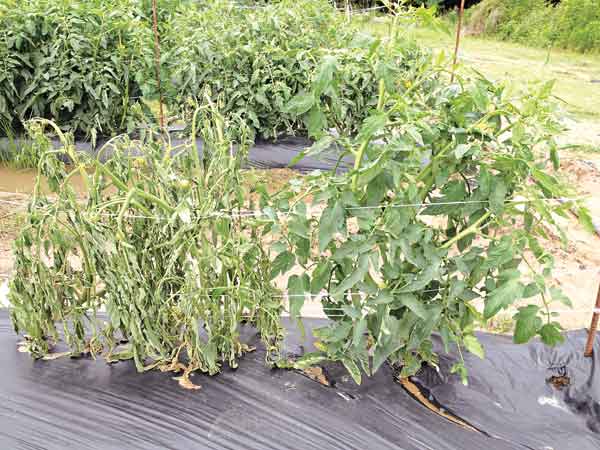 Southern bacterial wilt causing problem in Louisiana vegetables