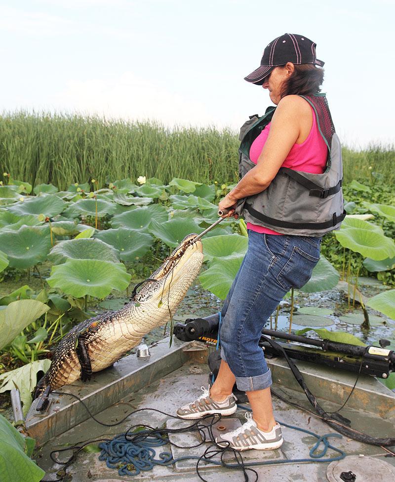 Oversupply of hides puts damper on alligator season Eunice News
